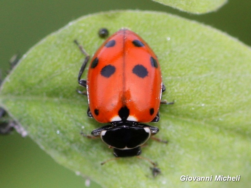 Coccinellidae: Hippodamia variegata
